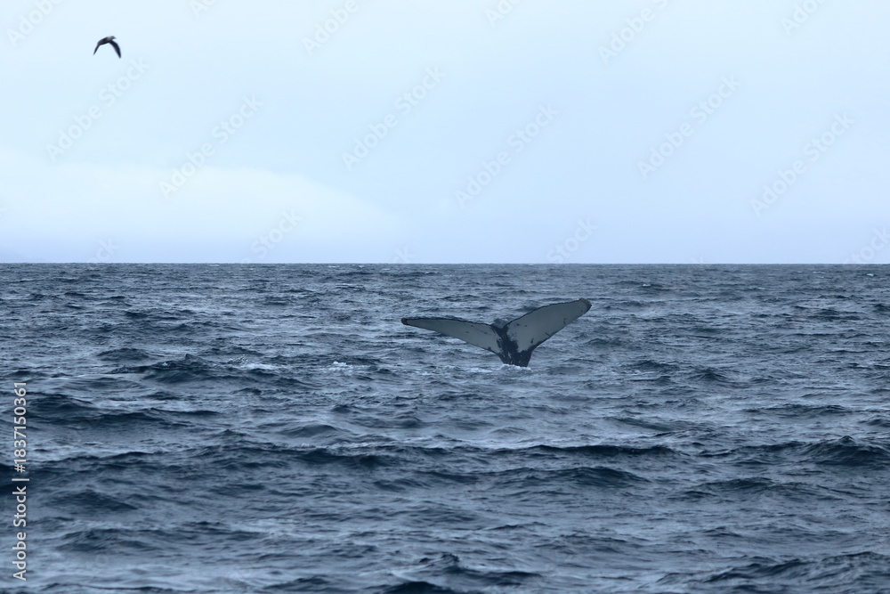 Fototapeta premium humpback whale in the Eyjafjordur fjord, Iceland