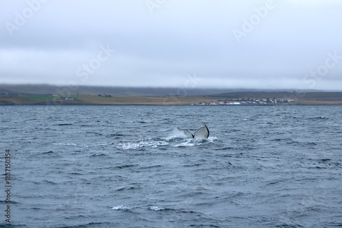 humpback whale in the Eyjafjordur fjord, Iceland