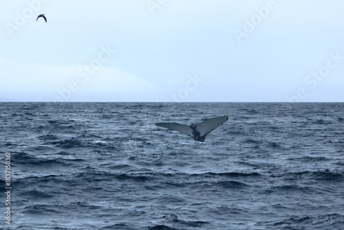 humpback whale in the Eyjafjordur fjord, Iceland