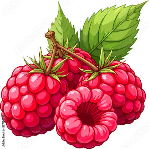 Bright raspberry illustration with fresh green leaves, ideal for food packaging, recipe graphics, summer themes, and healthy eating designs