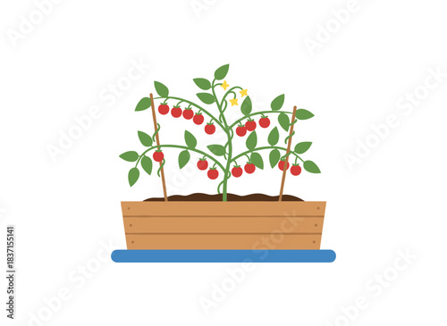 A vegetable plant is cultivated in a pot by an agricultural planter; it yields homegrown cherry tomatoes as a food crop, grown in a gardening box container with supporting sticks, depicted as a flat