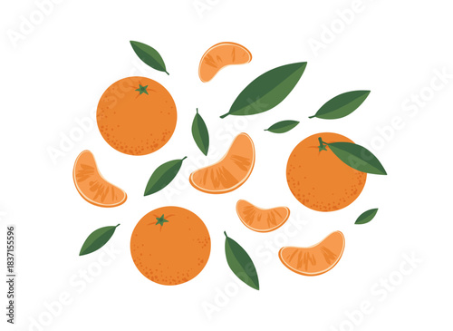 A realistic hand‑drawn vector illustration shows whole tangerines alongside peeled slices of mandarin or clementine, with citrus fruit pieces and leaves, set against a white background