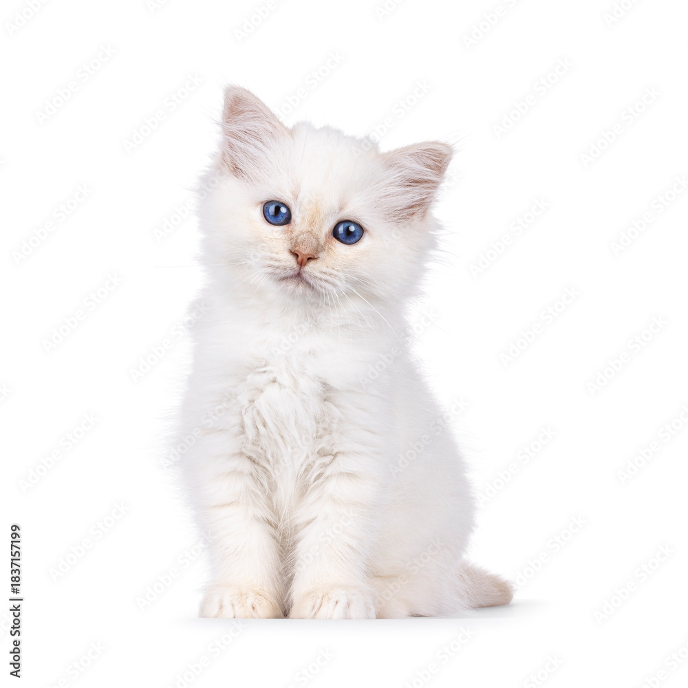 Fototapeta premium Cute red pointed Sacred Birman cat kitten, sitting up facing front. Looking straight to camera with breed specific blue eyes. Isolated on a white background.