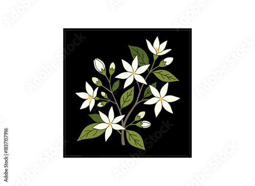 Eight-petaled, star-shaped white jasmine blossoms on a branch with unopened Indian jasmine buds, depicted as a hand‑drawn colored vector on a black background
