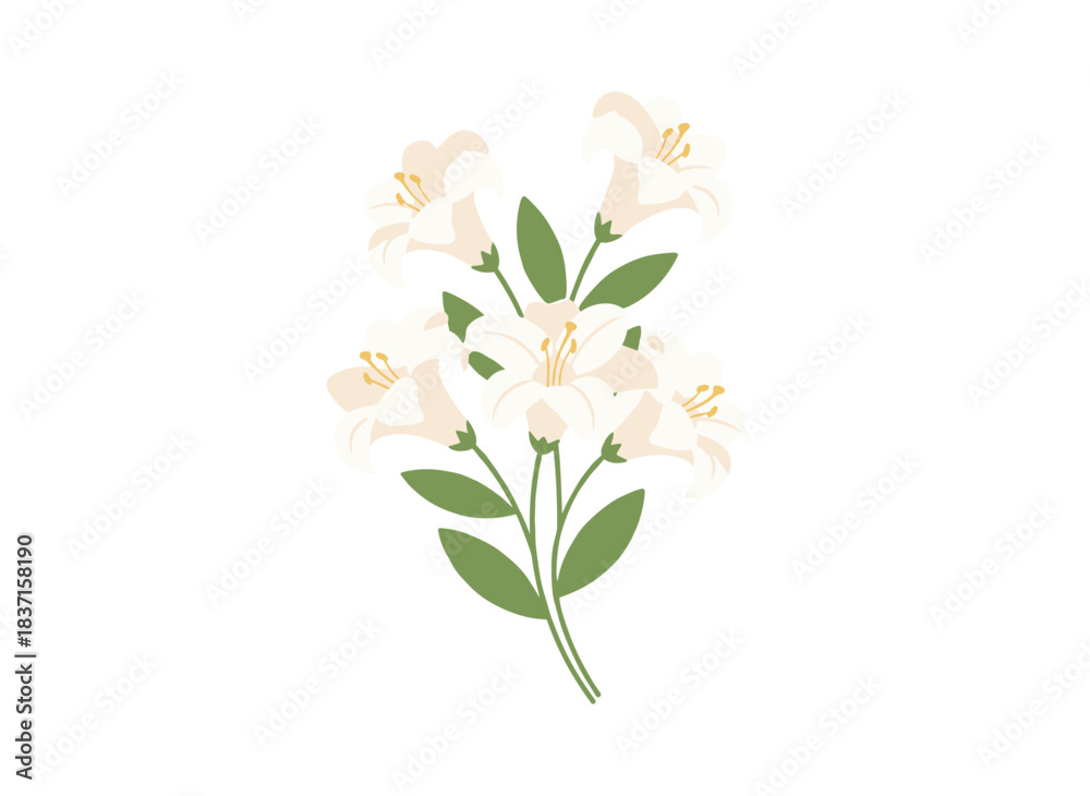 Obraz premium Lily blossoms in a graceful garden, with soft petals, green leaves, and stems, creating a summer floral decoration in a flat vector illustration against a white background