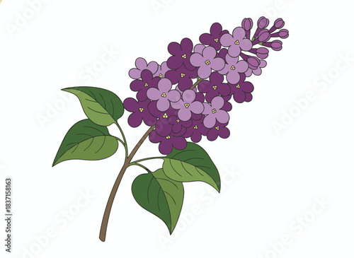 A meticulous botanical illustration of a lilac branch, showcasing purple blossoms and green foliage against a white backdrop, part of a stunning flowering shrub, rendered as a natural vector in an