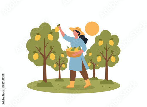 A female farmer harvests lemons in her orchard, gathering citrus fruit into a basket during summer holidays, depicted as a flat vector illustration on a white background