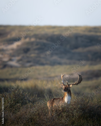 Fallow deer in the dunes.