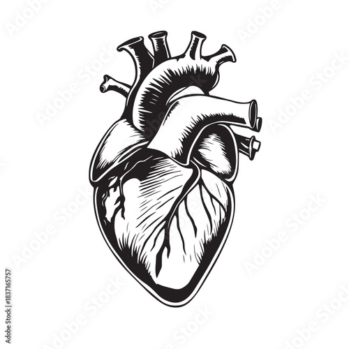 Illustration of the anatomy of the human heart drawing design black and white vector.