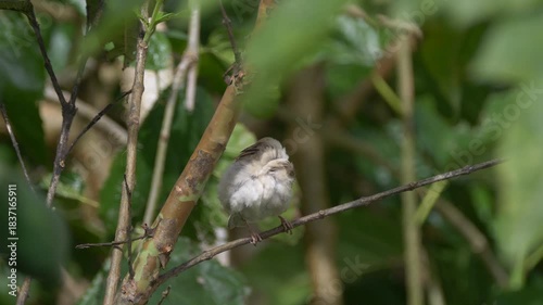 Bird of Mauritius grooming on tree