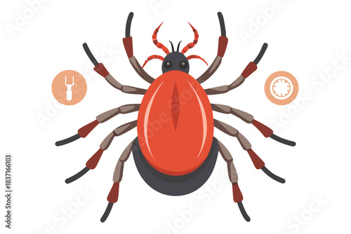 High-quality illustration of a tick insect with realistic detail and color. This vector graphic shows the tick’s body structure, legs, and texture, perfect for educational, scientific, and medical pur