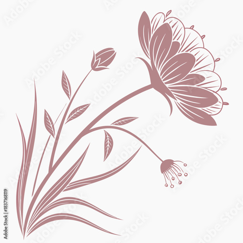 everlasting flower pink on white background 