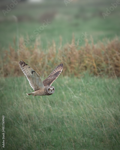 Short-eared owl in flight.