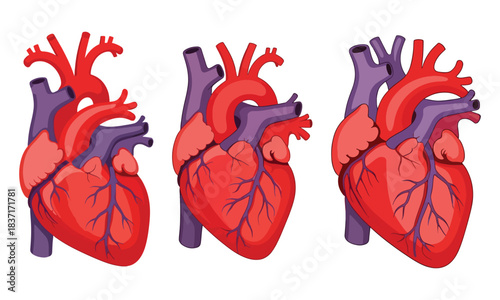 Three anatomical human heart diagrams isolated on white background