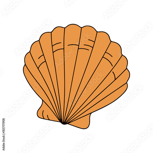 Illustration of a Scallop Shell with Radial Lines.