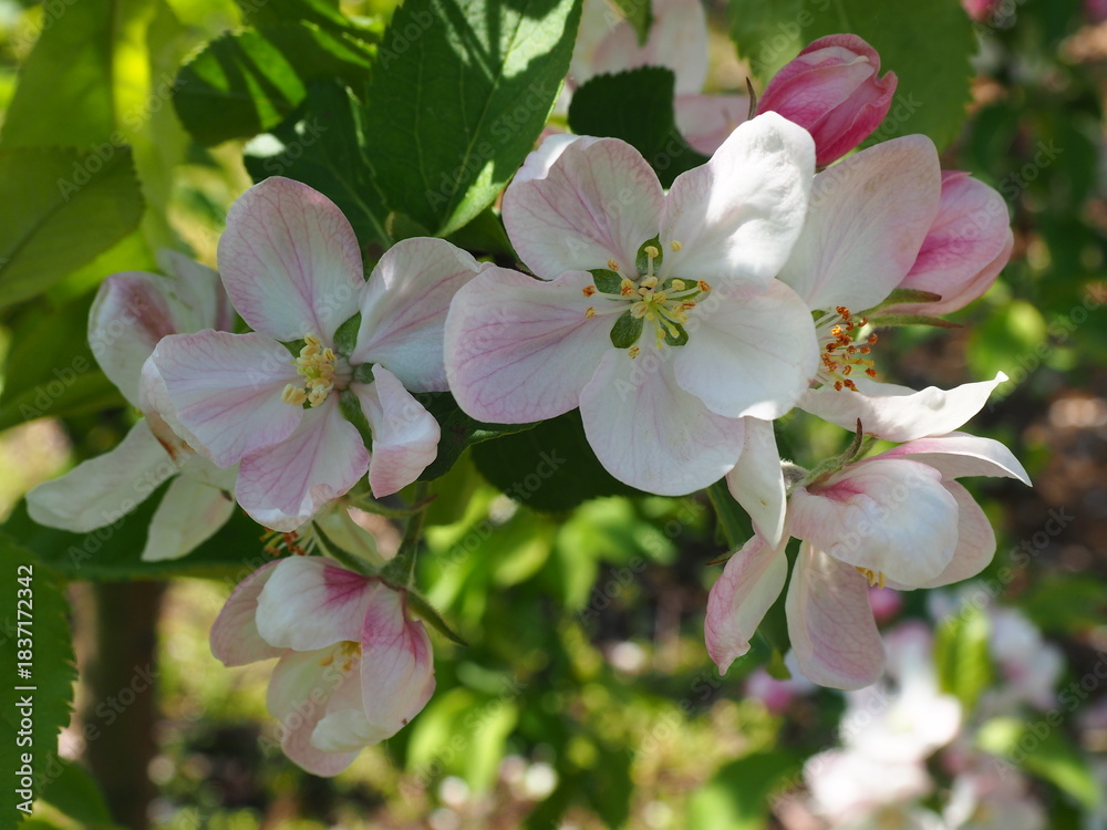Obraz premium apple tree blossom orchard spring