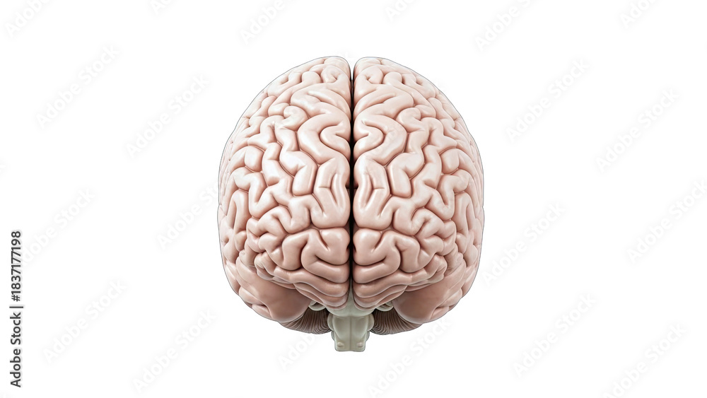 Obraz premium Human Brain Isolated on White Background