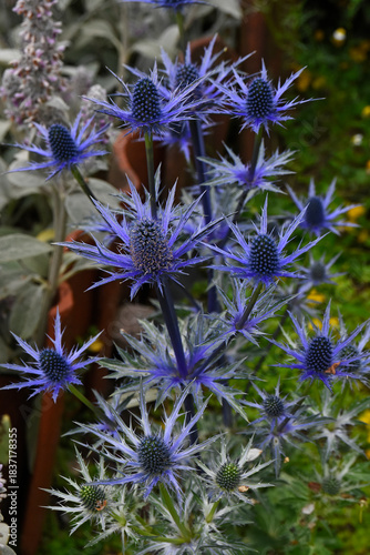 Flat-leafed Hollyhock in the garden in summer