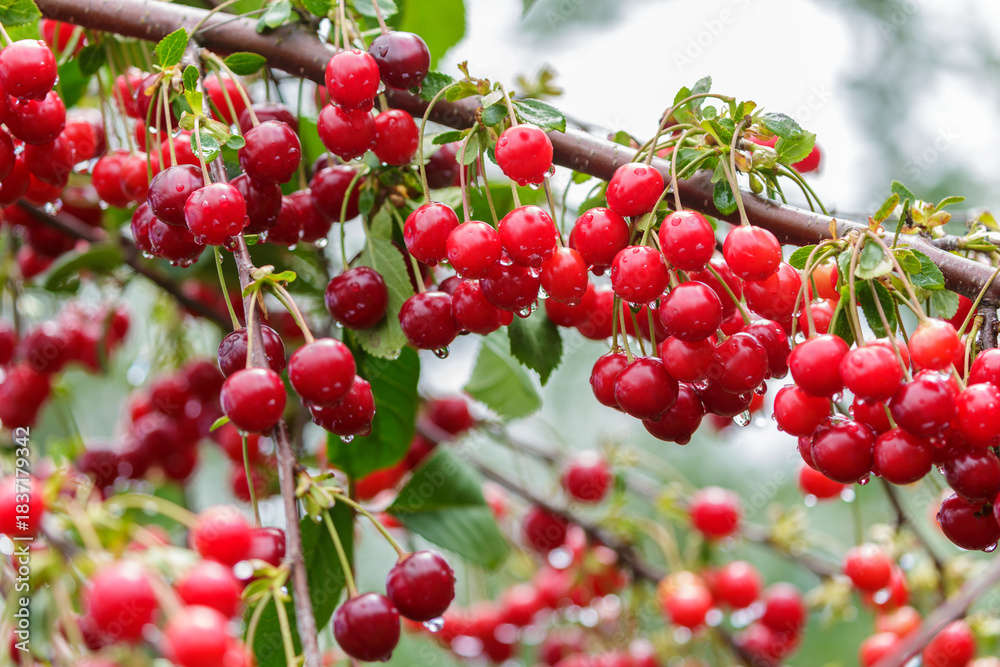 Obraz premium Fresh cherries hanging on a tree in orchard garden