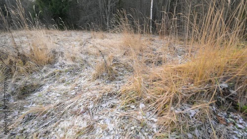 Frost covered dry grass on forest clearing in early winter