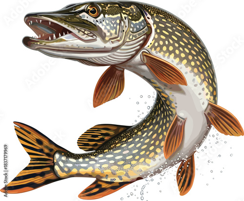 Realistic Northern Pike fish in dynamic swimming pose with water droplets, ideal for fishing, nature, or educational vector illustration content
