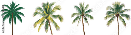 Illustration watercolor set of an Coconut Tree on a white background