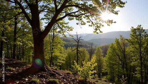 Sunlight Filtering Through Green Leaves in Forest with Scenic View of Distant Mountains During Day