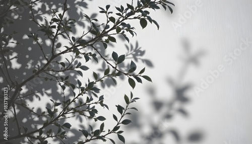 Shadows of Branches with Leaves Cast on a Textured White Wall Creating a Serene Atmosphere