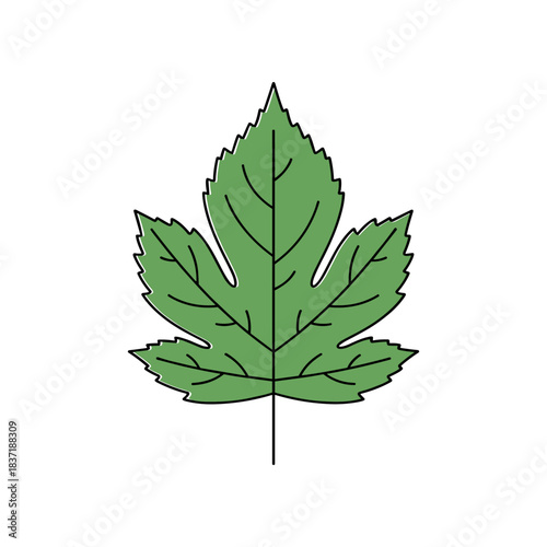 Green Leaf with Serrated Edges and Distinct Veins.