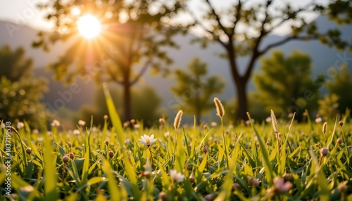 Morning Sunlight Illuminating a Lush Meadow with Wildflowers and Trees in the Background