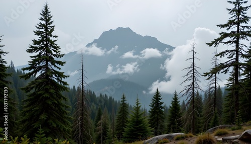 Misty Mountain Peaks Surrounded by Lush Evergreens and Soft Clouds in a Serene Forest Landscape