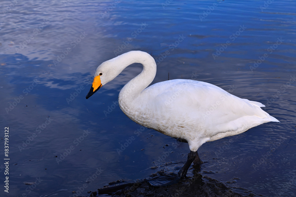 Naklejka premium 冬の使者 白鳥の来る街 仙台 