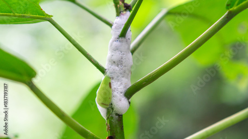 Quadro su tela Frog eggs on tree