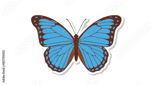 Vibrant Blue Butterfly with Brown Wing Edges on a Black Background with White Border Detailed Insect Illustration Realistic Wing Pattern Natural Beauty in Nature