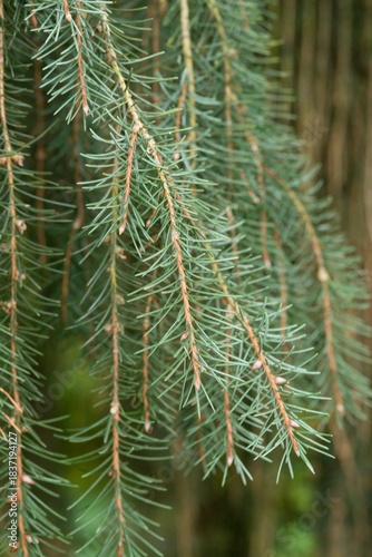 Plant list 2025 - Picea breweriana