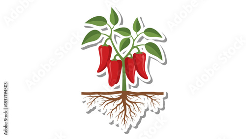 Vibrant Red Chili Pepper Plant with Visible Root System on a Black Background