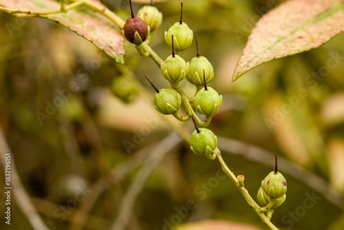 Photos Plant list 2025 - Pieris japonica (Grayswood)