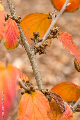 Schilderij op canvas Plant list 2025 - Hamamelis × intermedia (Robert)