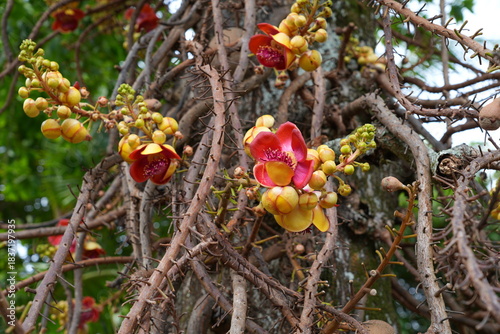 View of pink flowers on a cannonball tree, Couroupita guianensis