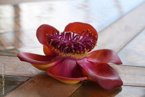 View of a pink cannonball flower, Couroupita guianensis