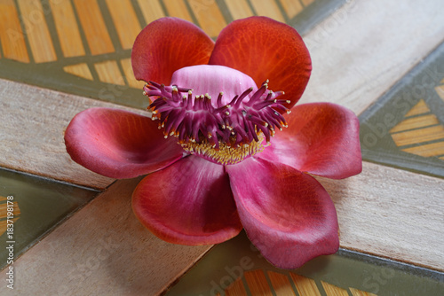 View of a pink cannonball flower, Couroupita guianensis
