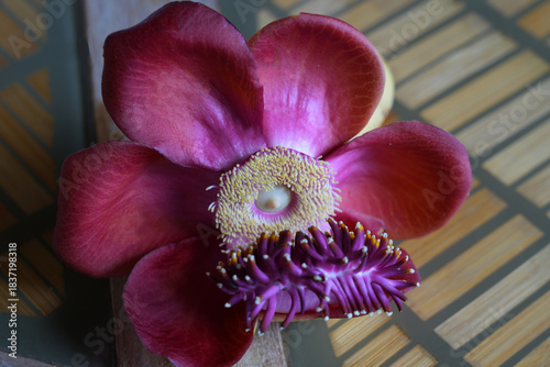 View of a pink cannonball flower, Couroupita guianensis
