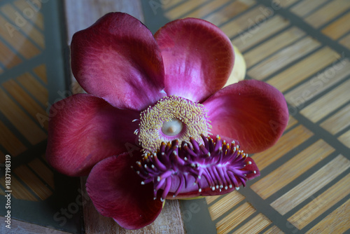 View of a pink cannonball flower, Couroupita guianensis