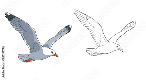 A realistic illustration of a seagull in mid-flight with its wings spread, presented in both a full-color version and a clean line art for coloring.