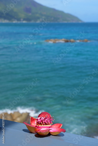 View of a pink cannonball flower, Couroupita guianensis