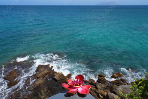 View of a pink cannonball flower, Couroupita guianensis