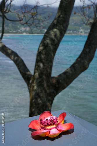 View of a pink cannonball flower, Couroupita guianensis