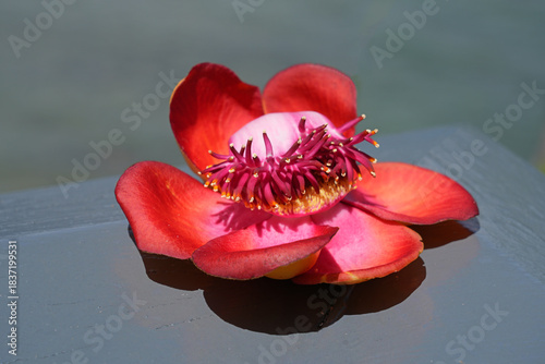 View of a pink cannonball flower, Couroupita guianensis