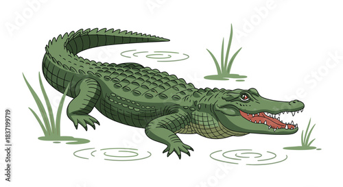 Detailed cartoon illustration of a green alligator with its mouth wide open emerging from swampy water with reeds.
