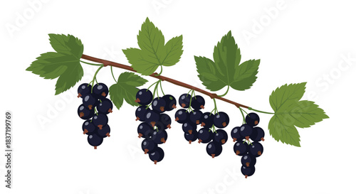 A fresh branch of ripe blackcurrants with green leaves and juicy berries isolated on a white background vector illustration.